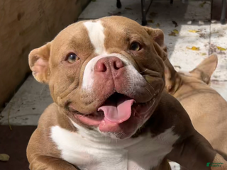 American Bully dogs - Ad 21