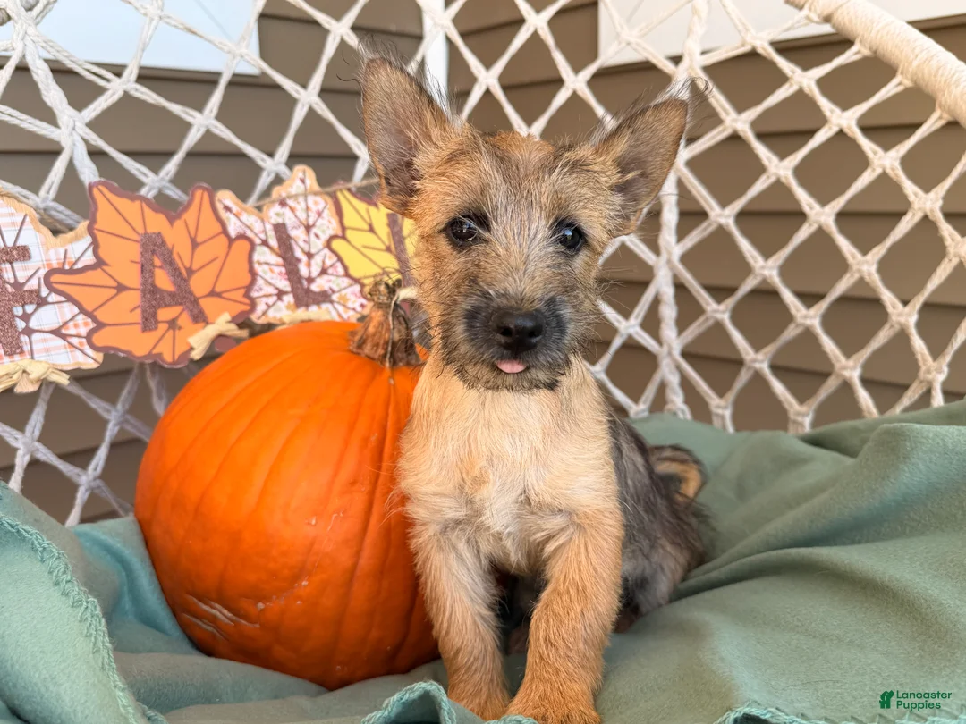 Cairn Terrier dogs for sale: Easton  - Ad 2