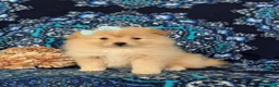 Pomeranian dogs for sale: Monette - Ad 2