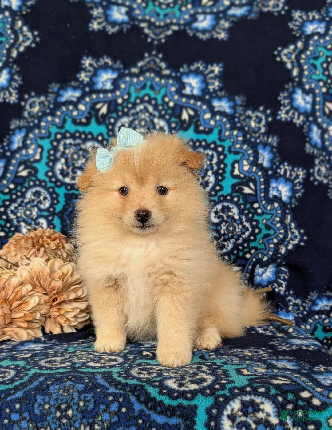 Pomeranian dogs for sale: Monette - Ad 2