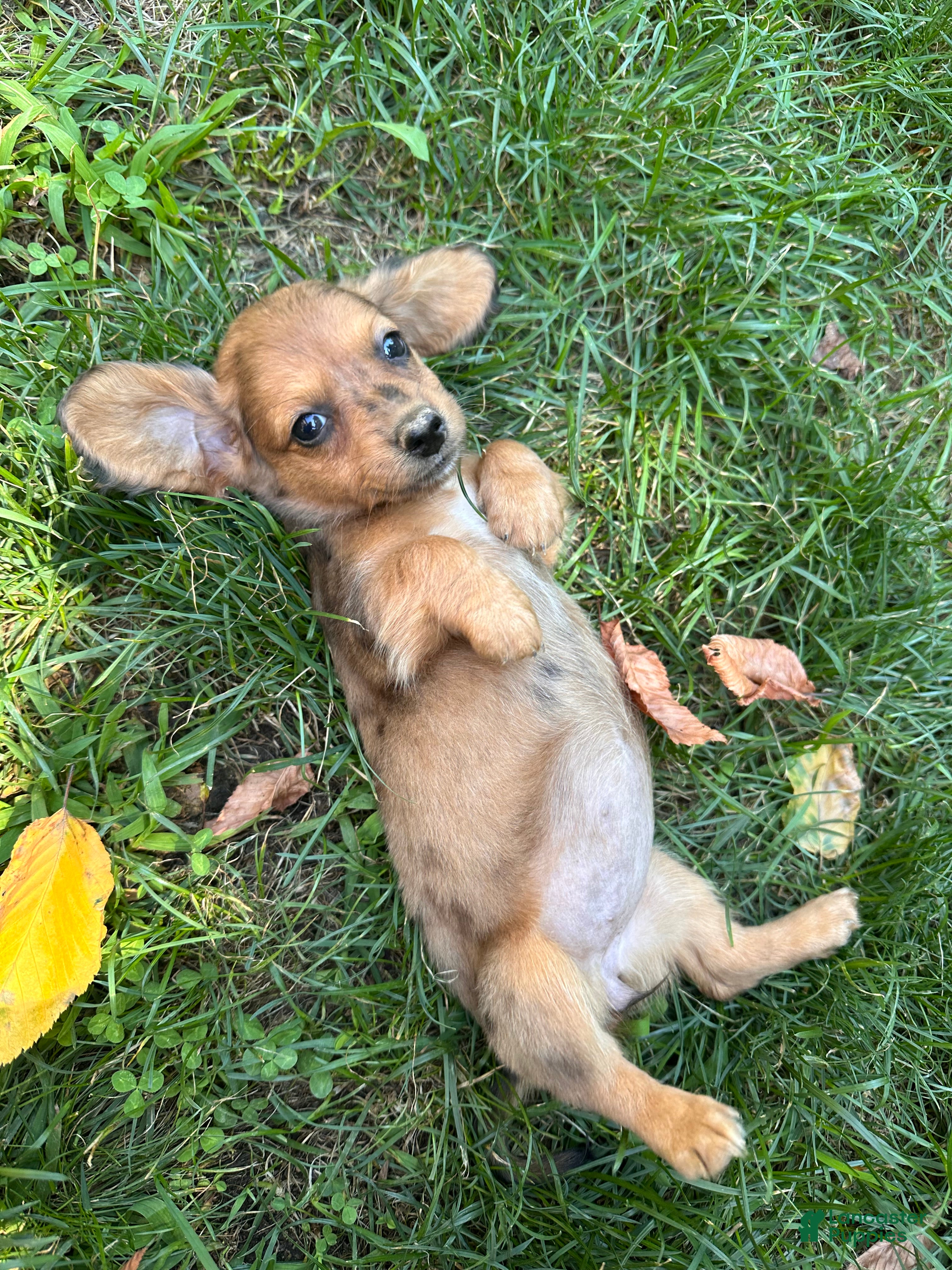 Dachshund dogs Female Four - Ad 1