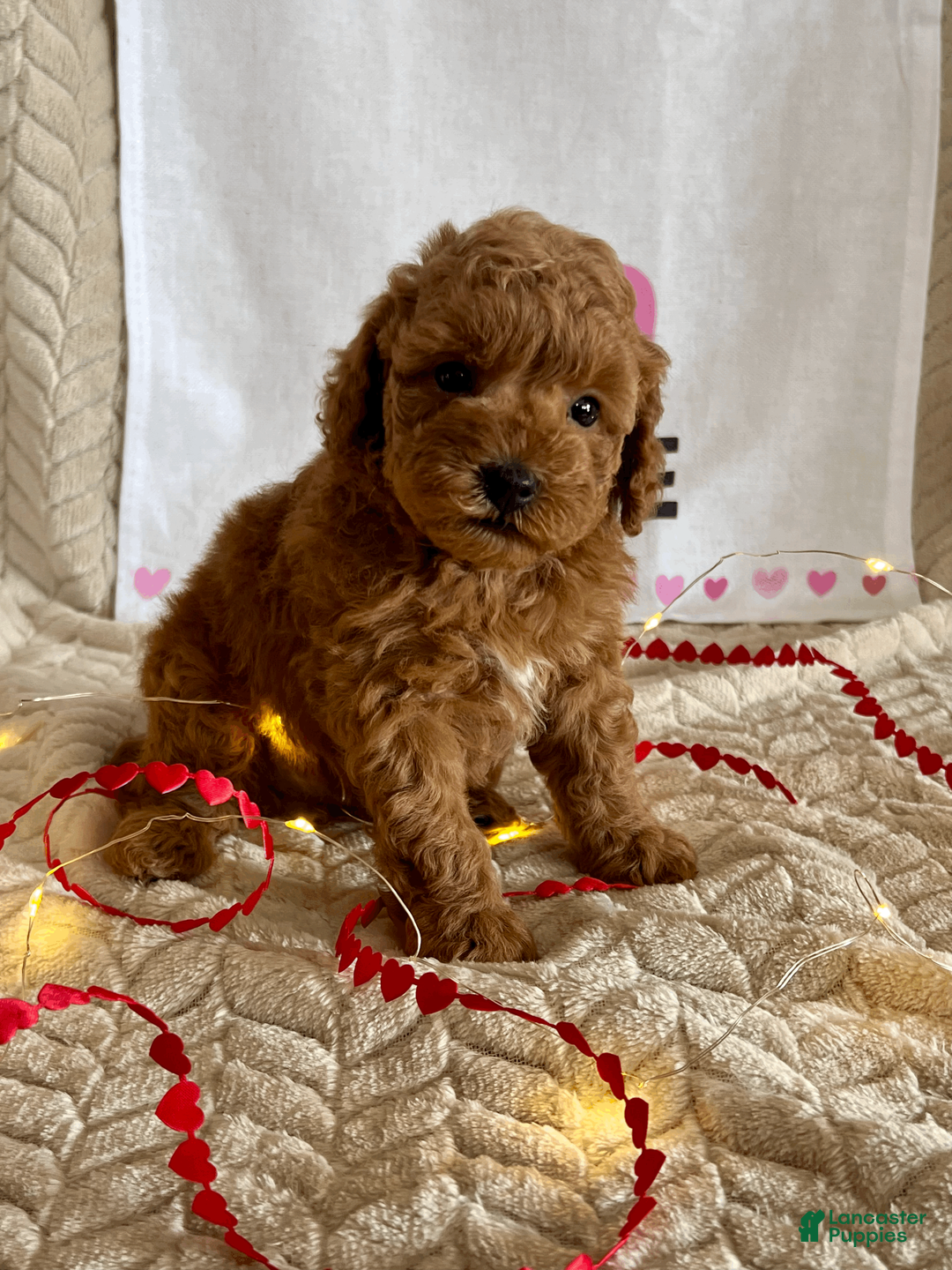 Miniature Poodle dogs for sale: Casper - Ad 1