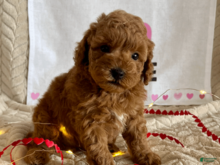 Miniature Poodle dogs Casper - Ad 36