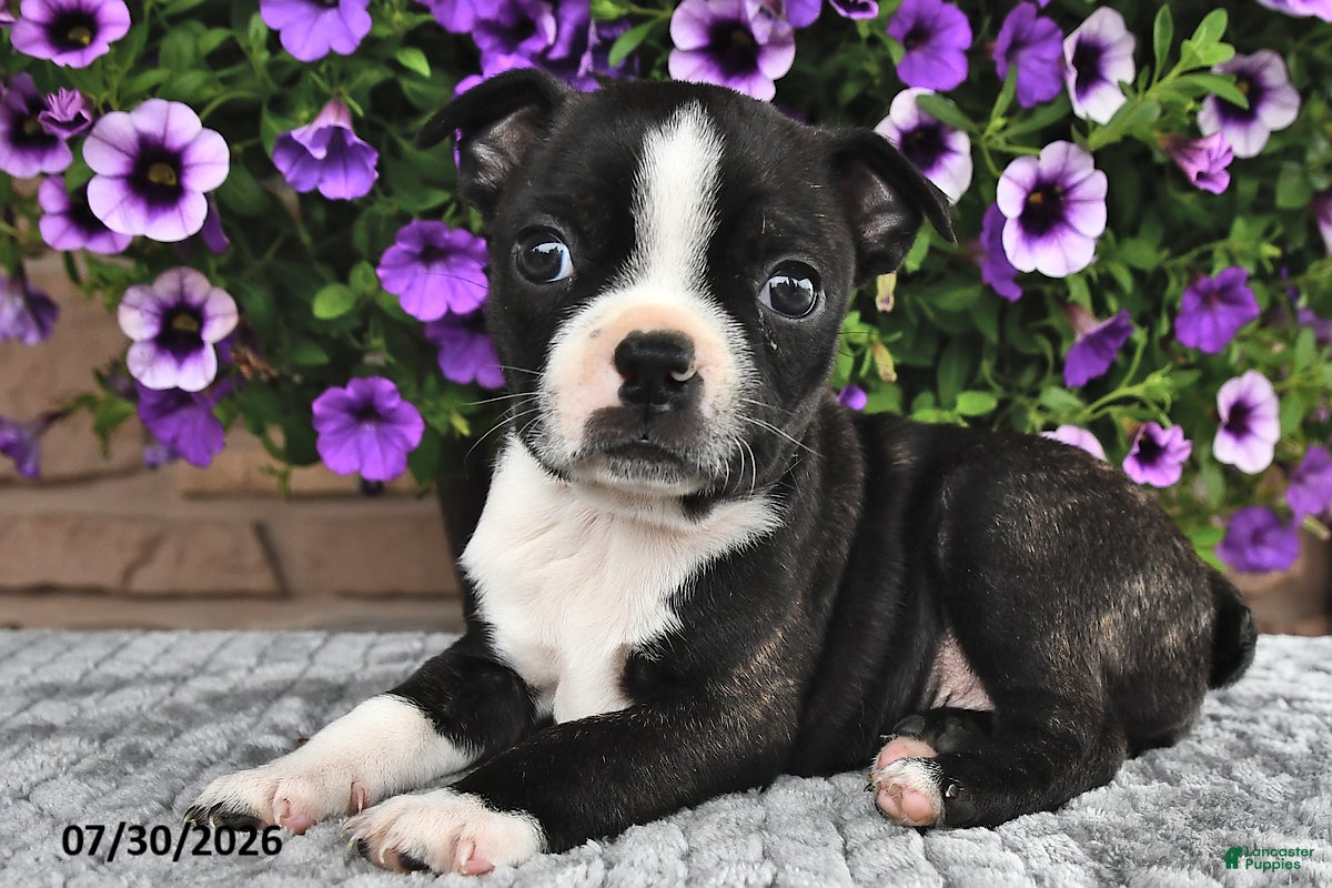 Boston Terrier dogs Kasey - Ad 1