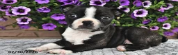 Boston Terrier dogs for sale: Kasey - Ad 1