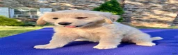 Golden Retriever dogs for sale: Candie - Ad 4