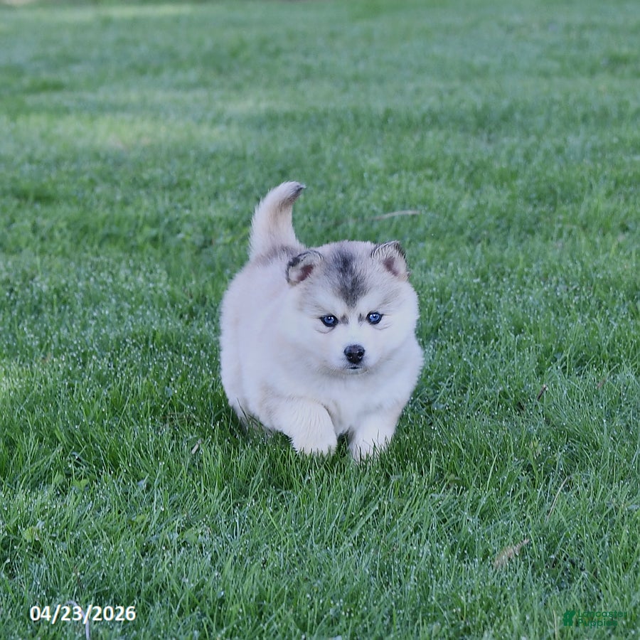 Pomsky dogs Alaska - Ad 1