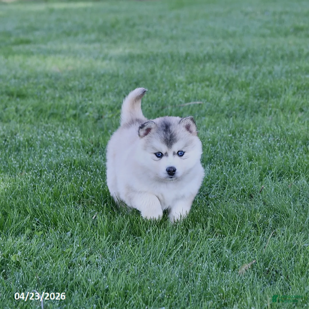 Pomsky dogs for sale: Alaska - Ad 1