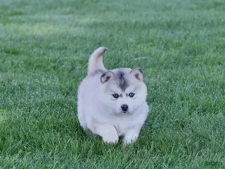 Pomsky dogs for sale: Alaska - Ad 4