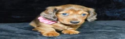 Miniature Dachshund dogs for sale: AKC Jewel - Ad 12