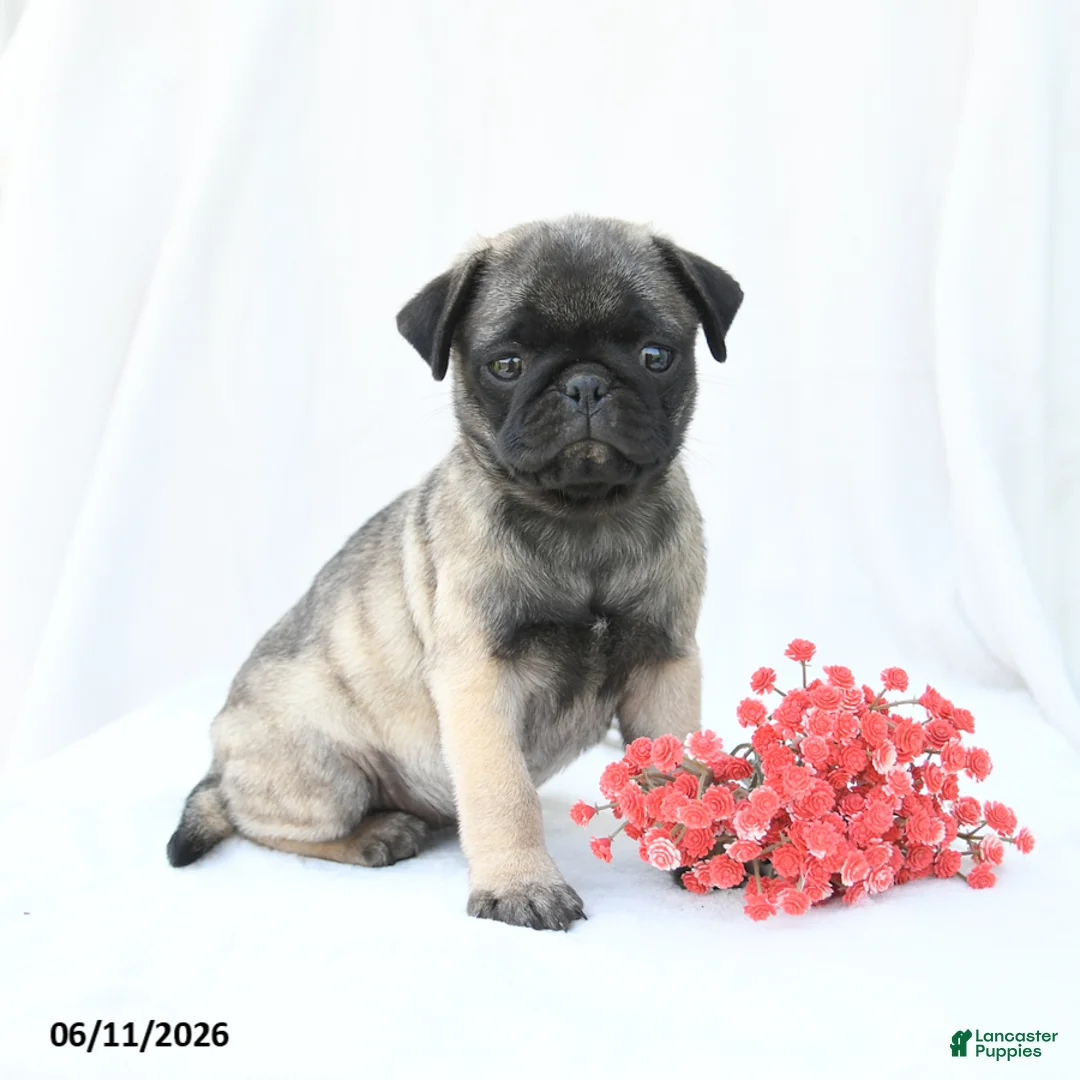 Boston Terrier dogs for sale: Hazel - Ad 1
