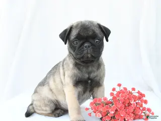 Boston Terrier dogs for sale: Hazel - Ad 3