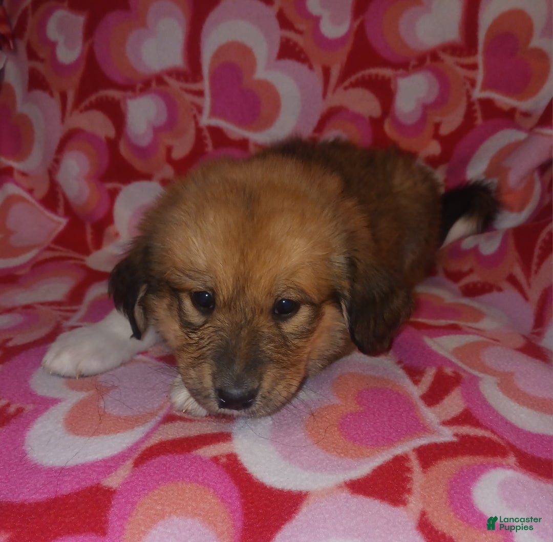 Mixed Breed dogs for sale: Piper - Ad 3