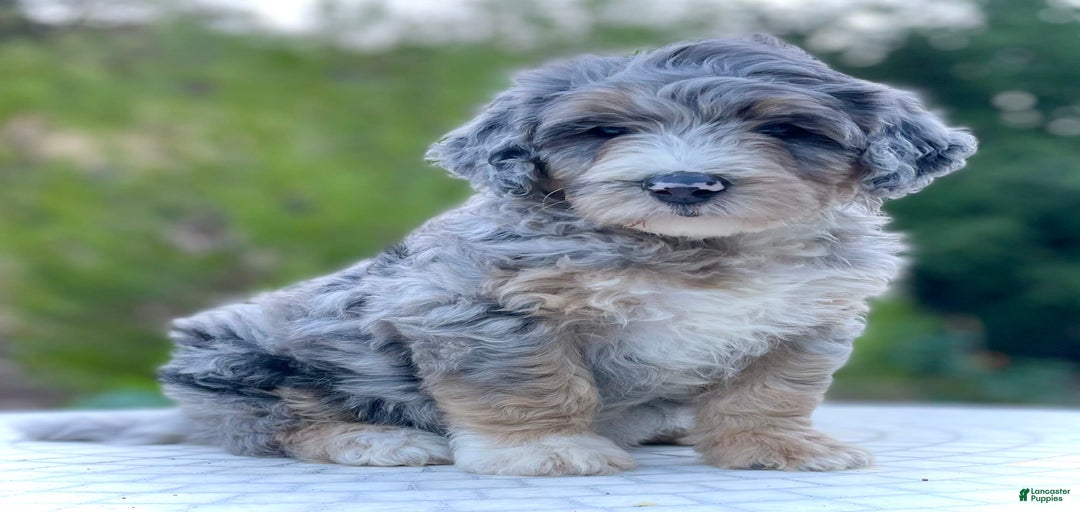 Gallery Image {{count}}