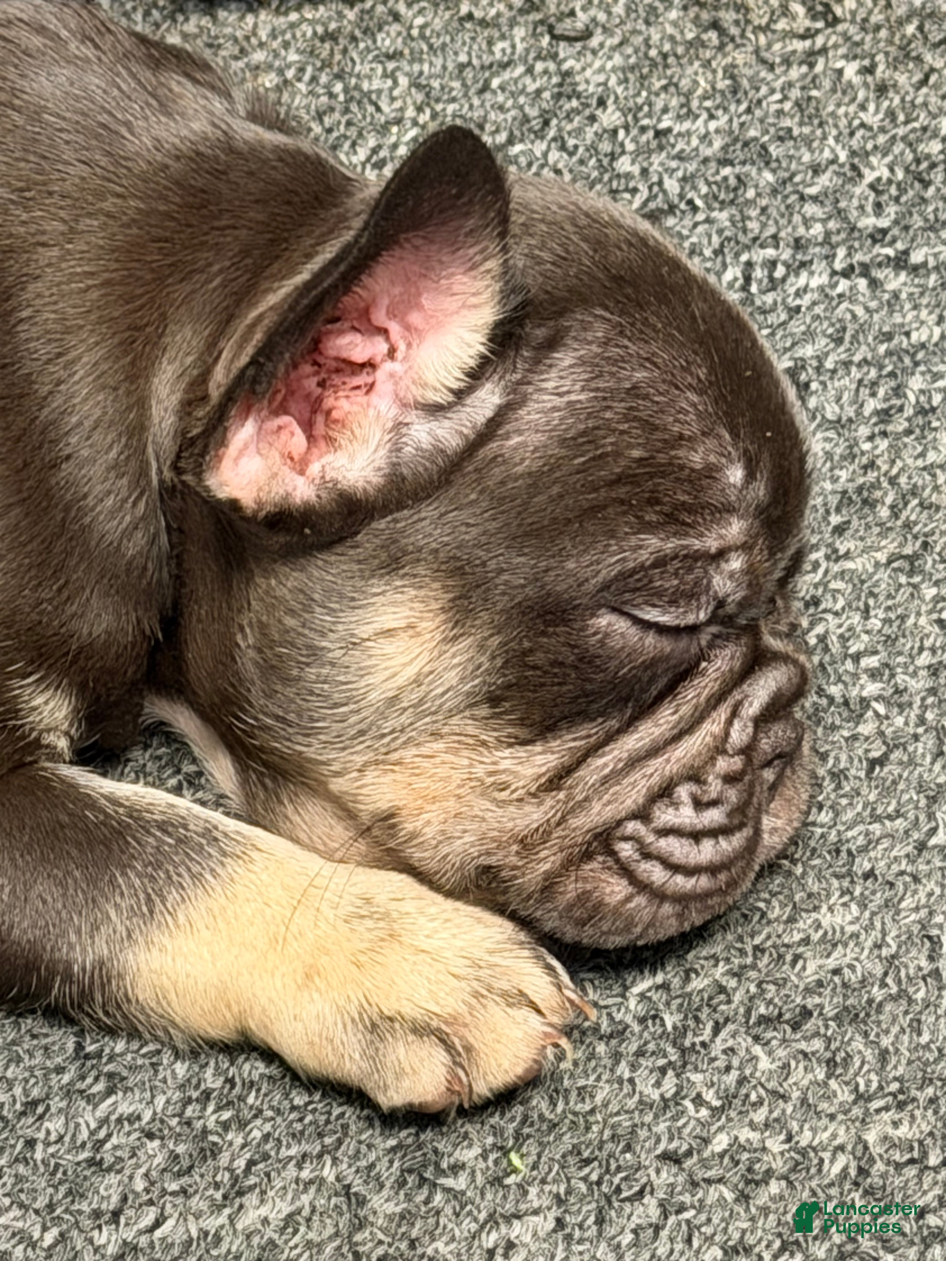 French Bulldog dogs French Bulldog 4 - Ad 28