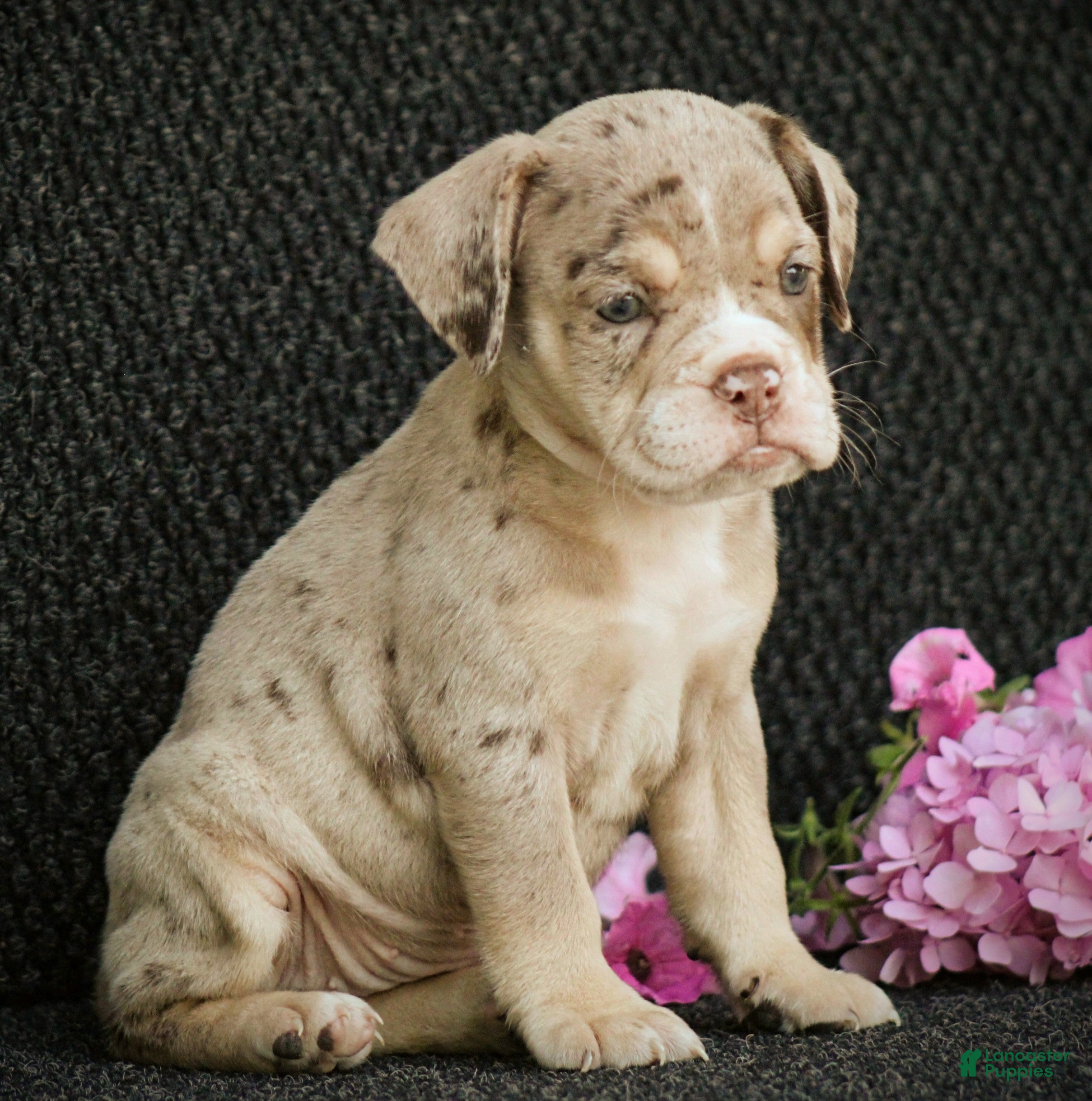 Beabull dogs Nessa - Ad 2