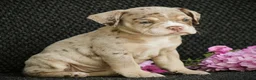 Beabull dogs for sale: Nessa - Ad 2