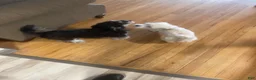 Shih Tzu dogs for sale: Shih Tzu Puppy 1 - Ad 4