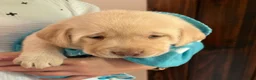 Labrador Retriever dogs for sale: Bear - Ad 3