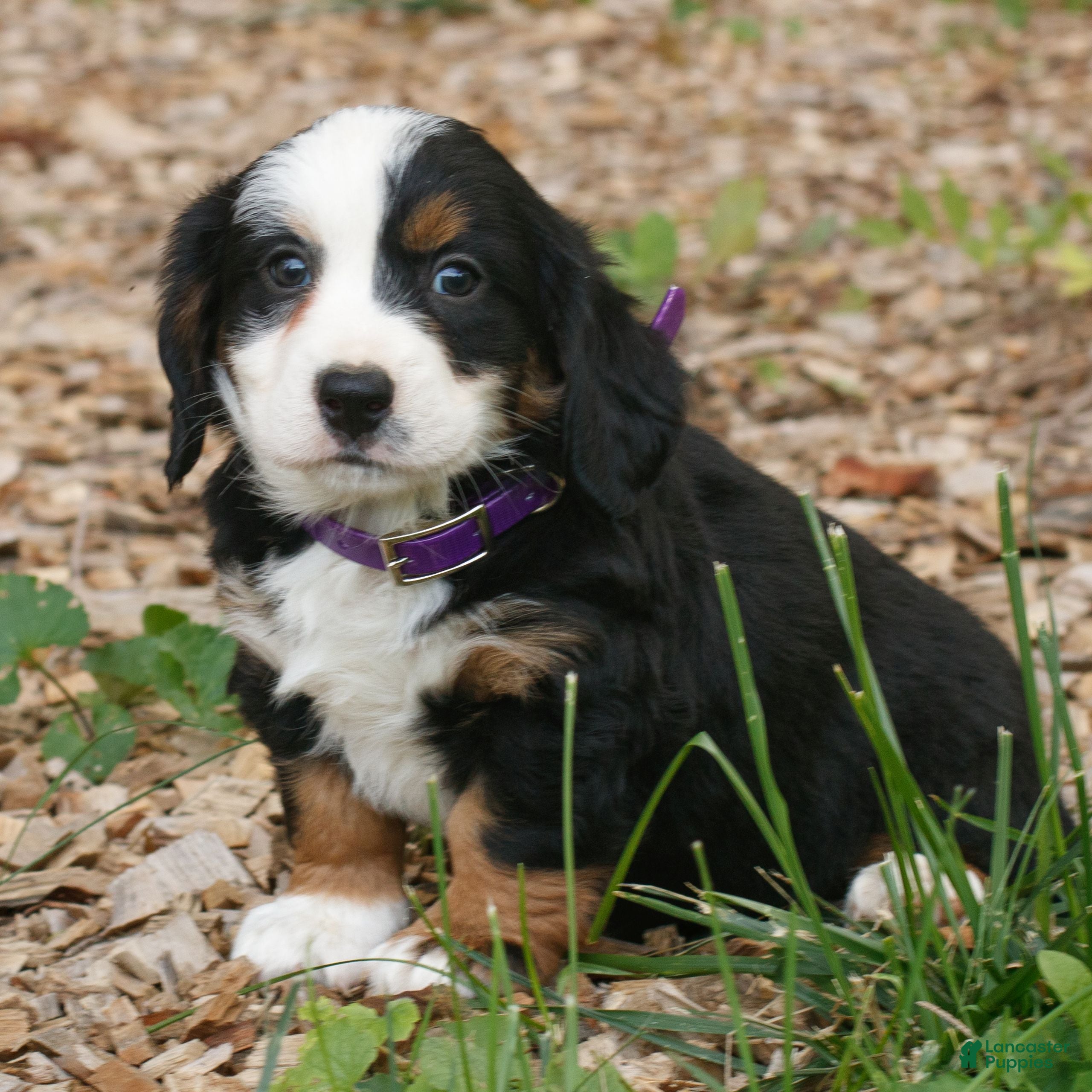 Mini Bernedoodle dogs Charlotte  - Ad 1