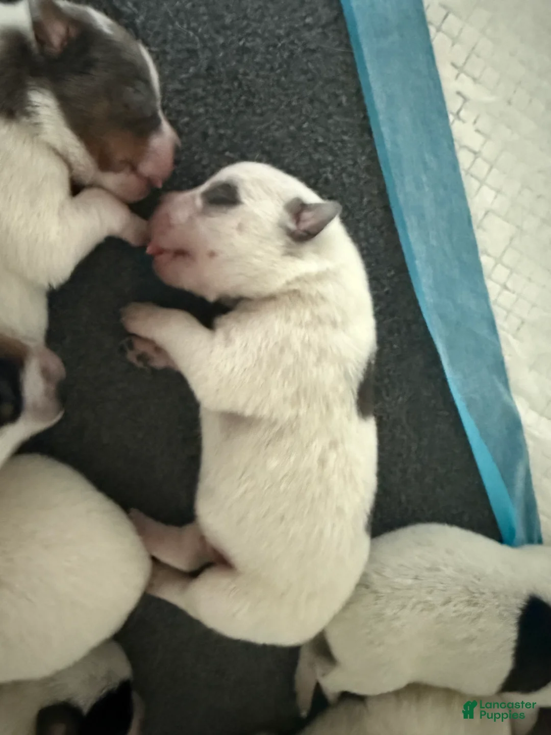 Australian Cattle Dog dogs for sale: Puppy 9 - Ad 1