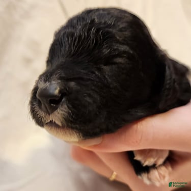 Mini Aussiedoodle dogs for sale: Lottie_Female Tri-Color - Ad 2