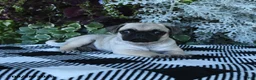 Pug dogs for sale: Gio - Ad 4