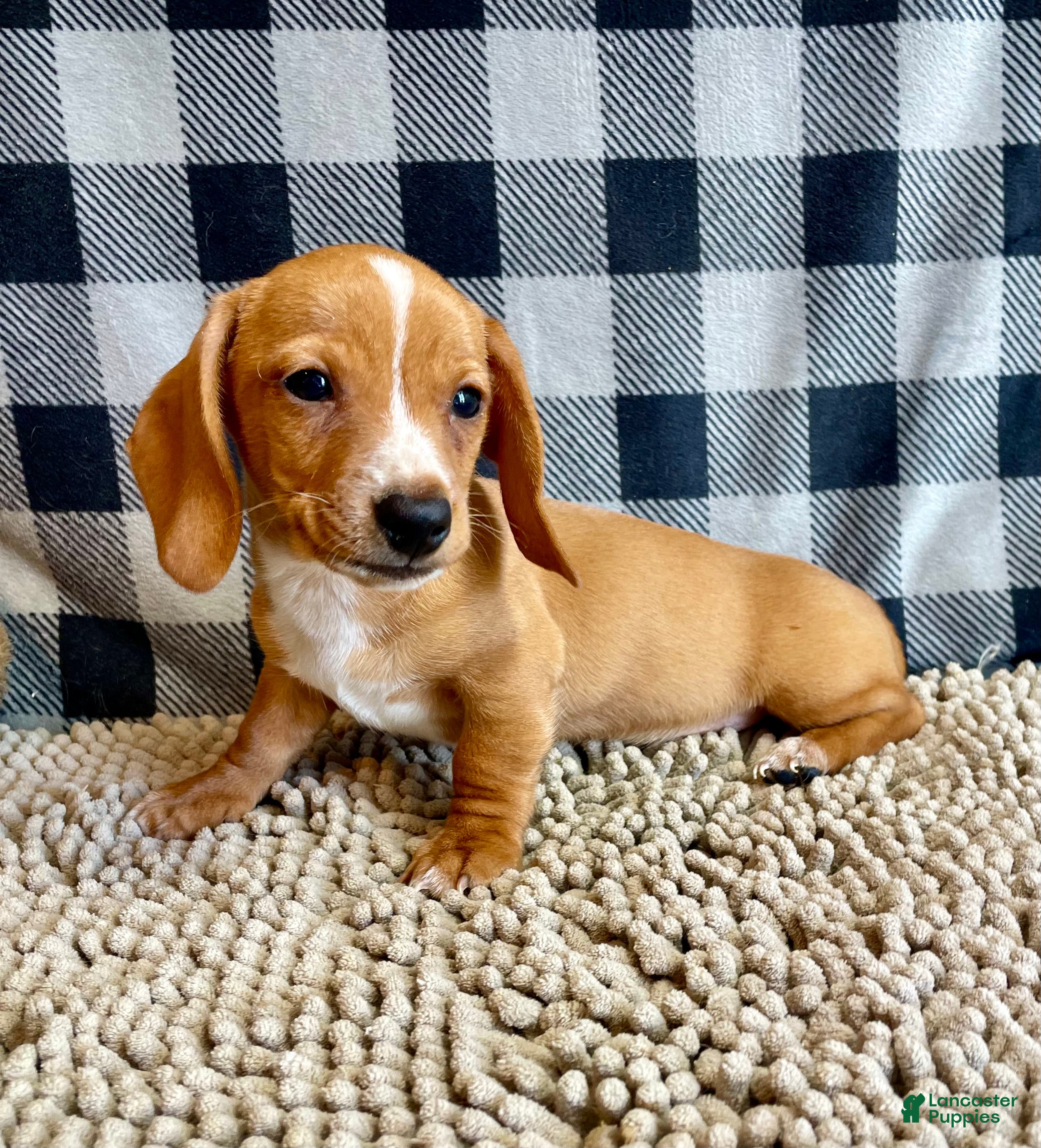Miniature Dachshund dogs Benny - Ad 30