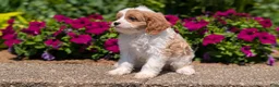 Cavapoo dogs for sale: Rayna - Ad 3