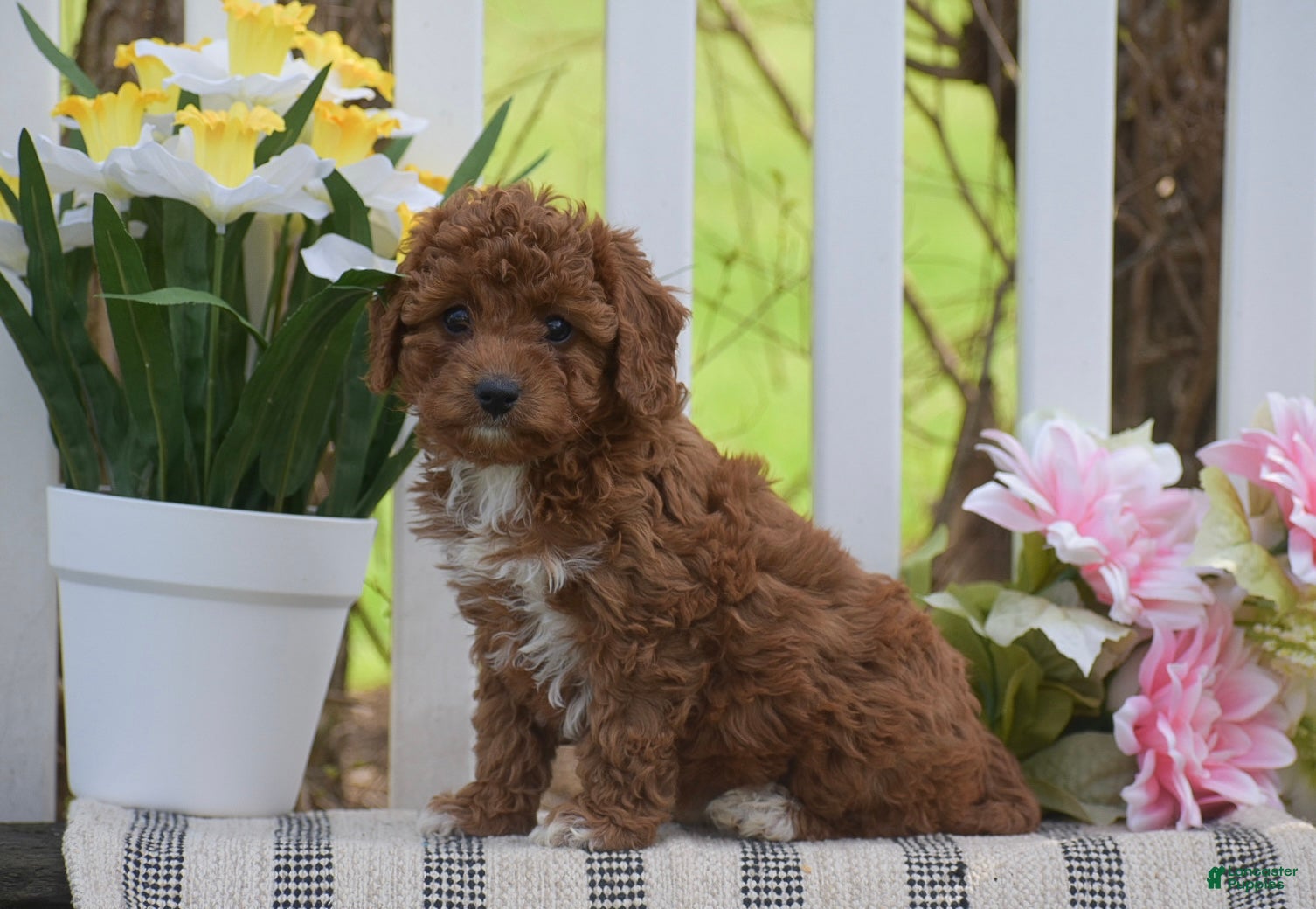 Cavapoo dogs Stacy - Ad 2
