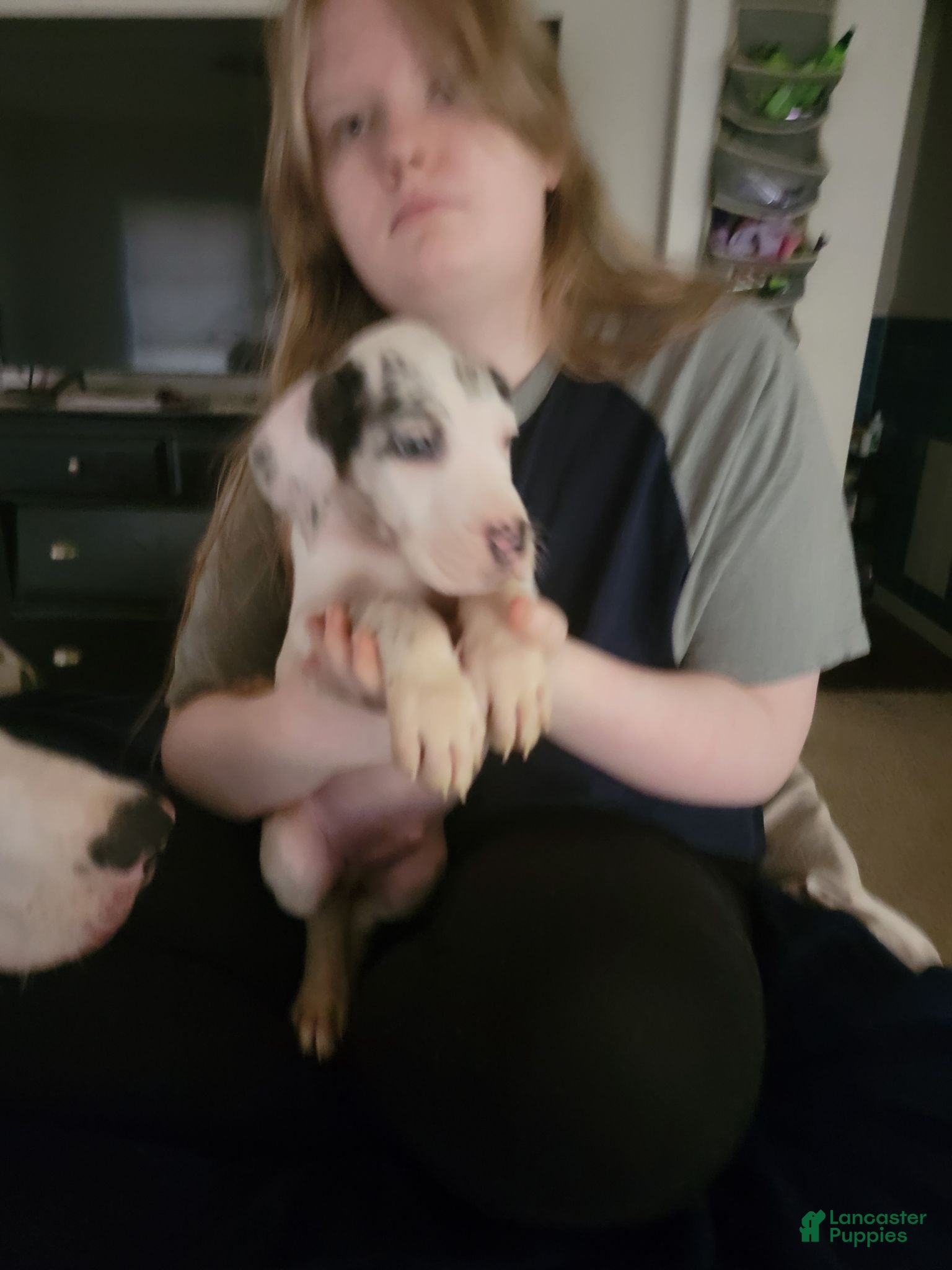 Great Dane dogs Great Dane 4 - Ad 11