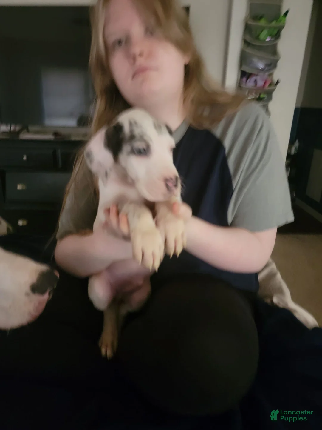 Great Dane dogs for sale: Great Dane 4 - Ad 1
