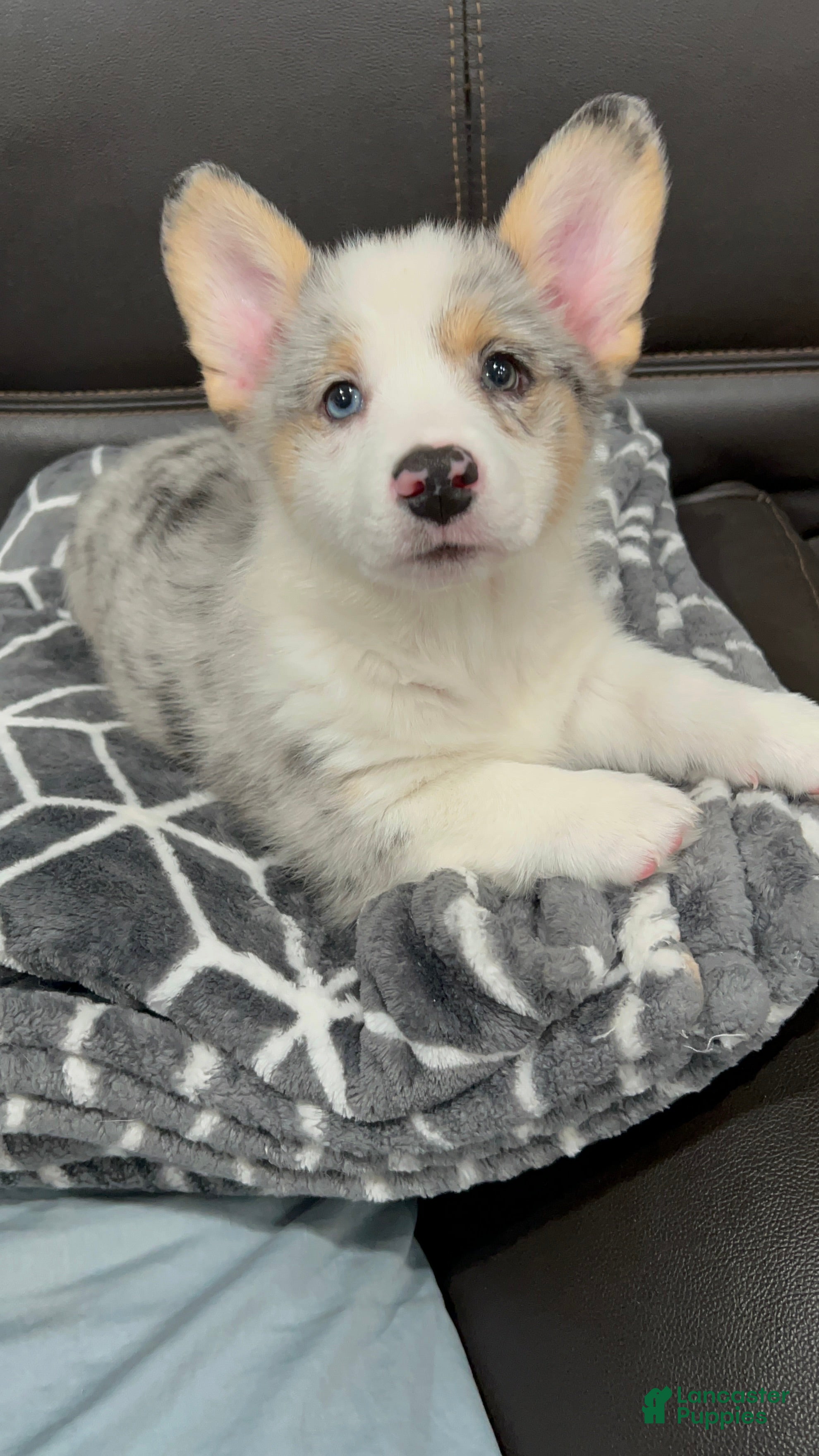 Welsh Corgi Pembroke dogs  Cora (Corazon) merle - Ad 2