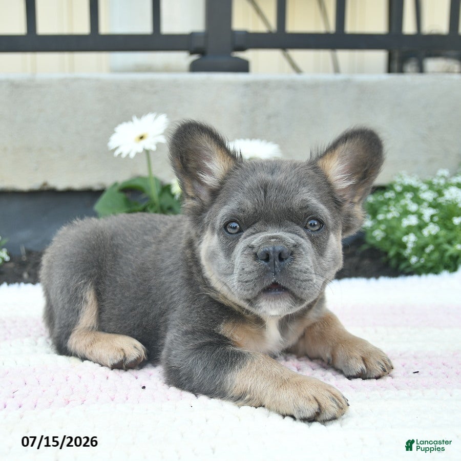 French Bulldog dogs Salty  - Ad 2