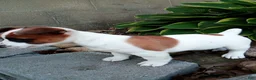 Jack Russell Terrier dogs for sale: Patches - Ad 3