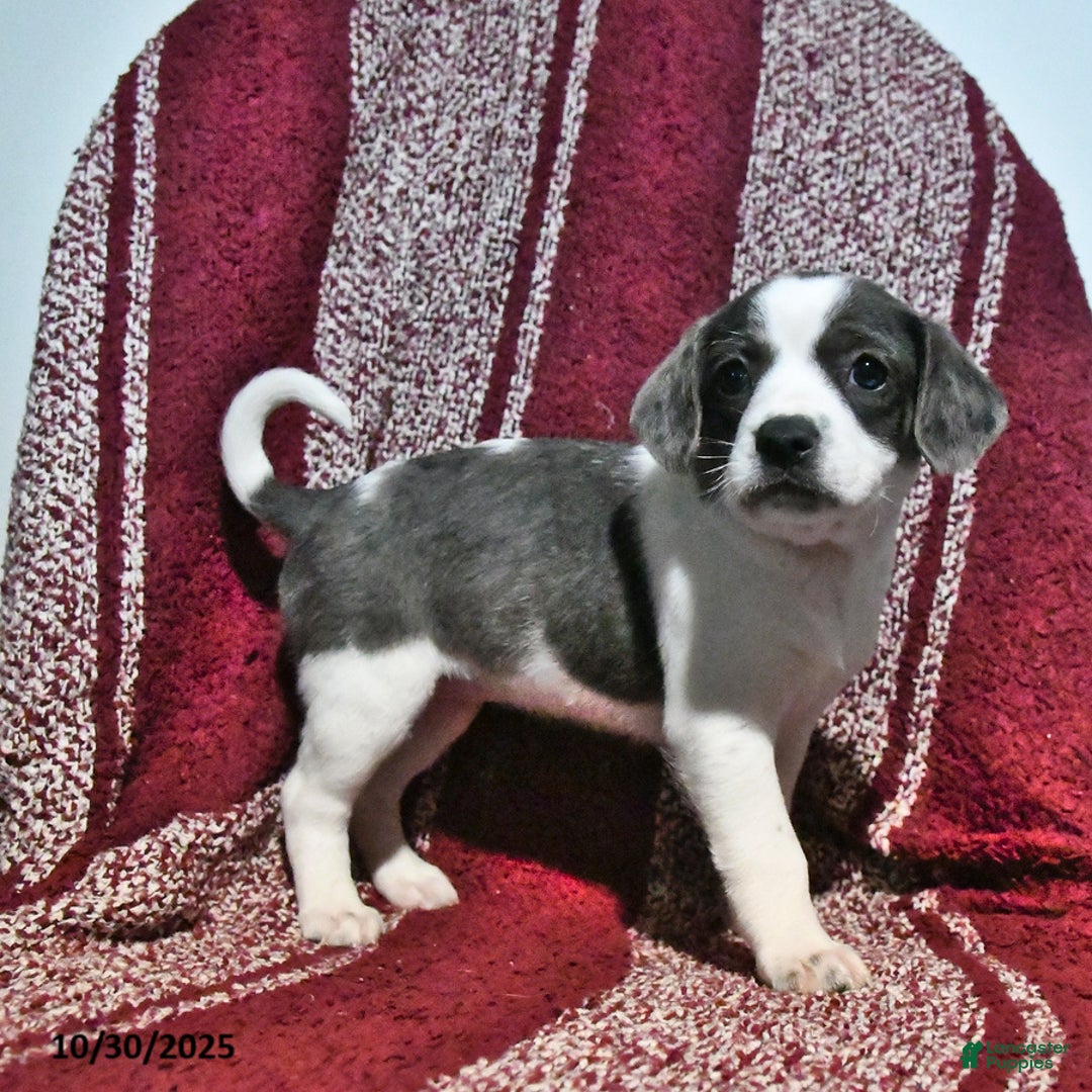 Mixed Breed dogs for sale: Babe - Ad 8