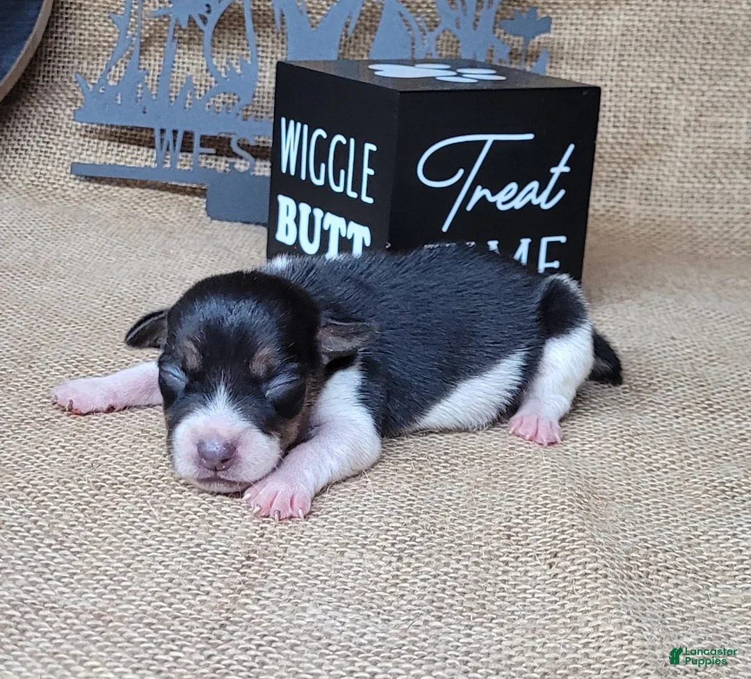 Jack Russell Terrier dogs for sale: Romeo purebred JRT delivery available  - Ad 2