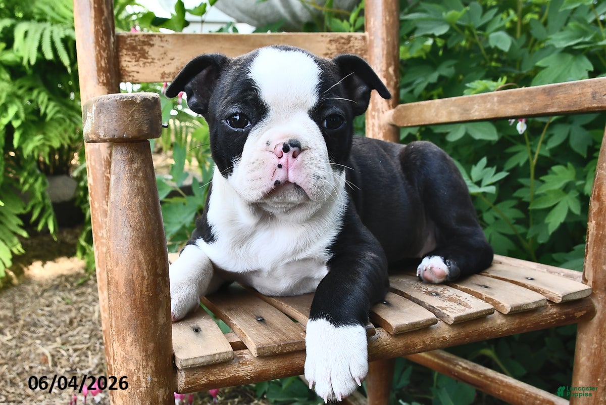 Boston Terrier dogs Lacey - Ad 1
