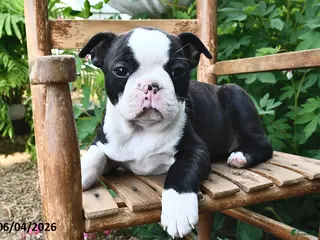 Boston Terrier dogs for sale: Lacey - Ad 1
