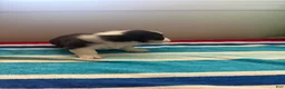 Welsh Corgi Pembroke dogs for sale: King - Ad 5
