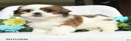 Shih Tzu dogs for sale: Jamey - Ad 3