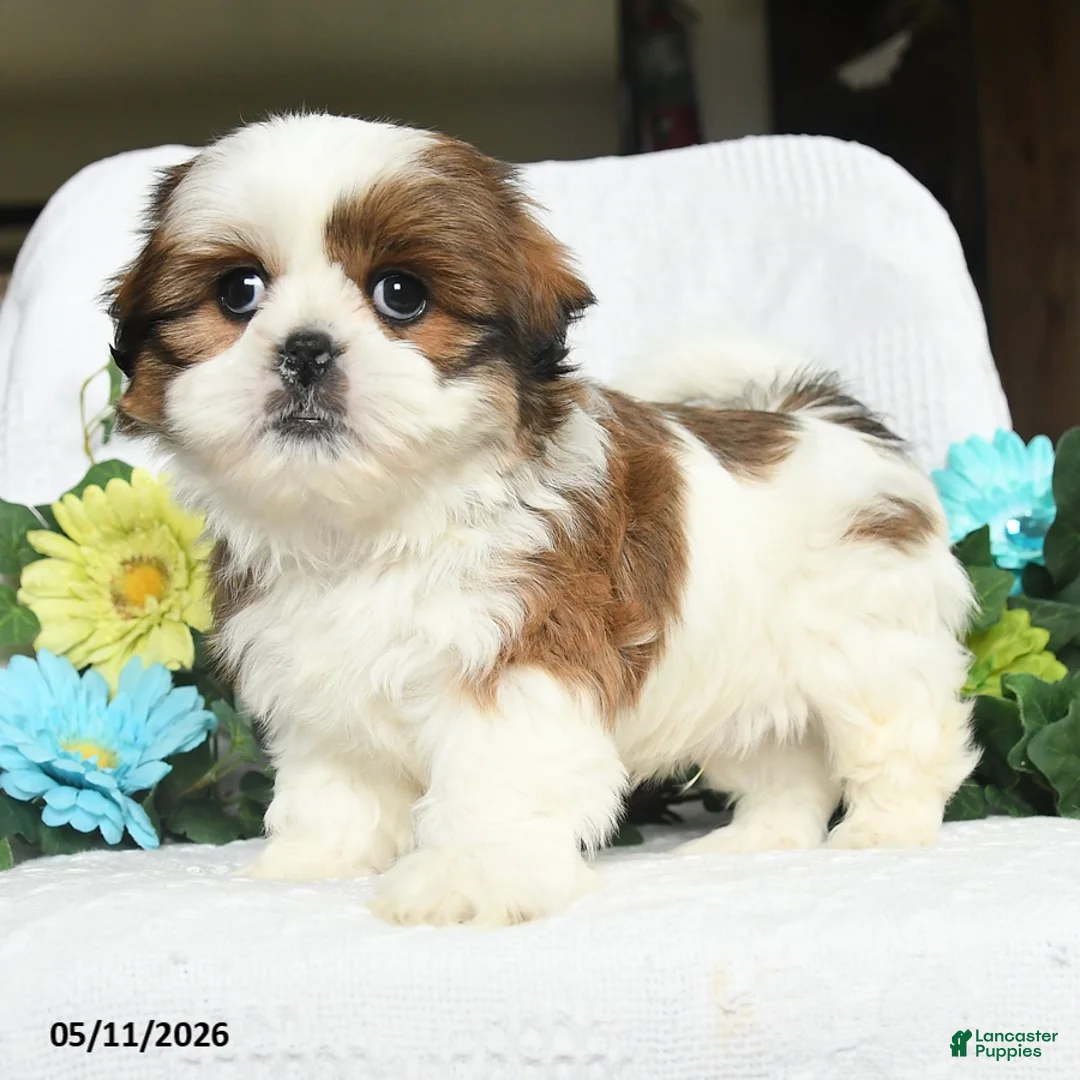 Shih Tzu dogs for sale: Jamey - Ad 3