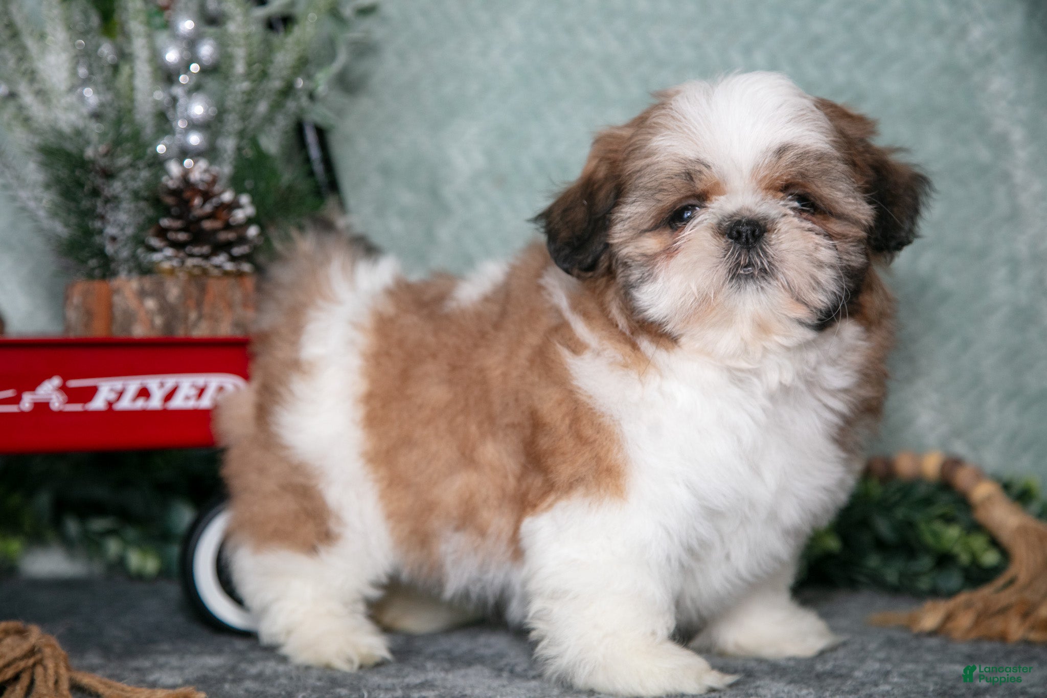 Shih Tzu dogs Lily - Ad 19