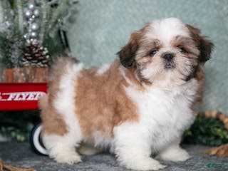 Shih Tzu dogs Lily - Ad 19