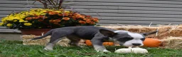 American Bully dogs for sale: American Bully 3 - Ad 11