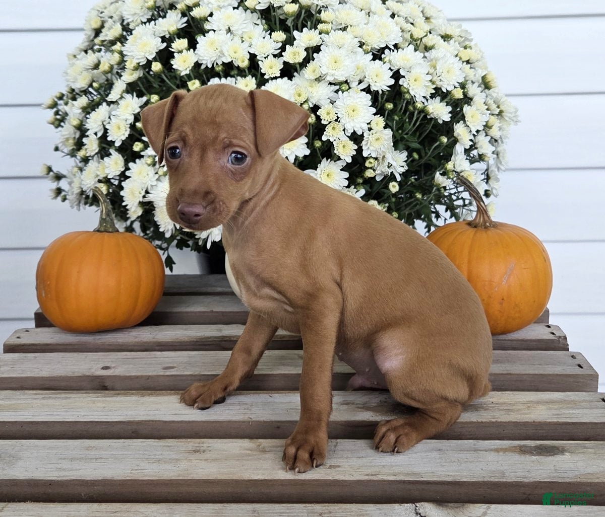 Miniature Pinscher dogs Lonnie - Ad 2