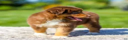 Miniature Australian Shepherd dogs for sale: Hershey - Ad 3