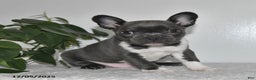 Frenchton dogs for sale: Dustin - Ad 4