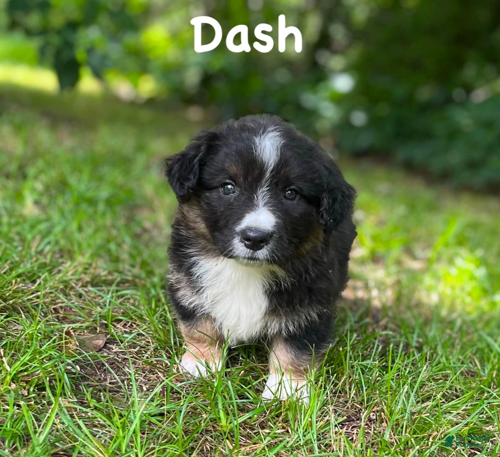 Welsh Corgi Cardigan dogs Dash- Fluffy - Ad 2