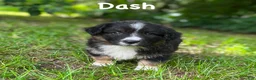 Welsh Corgi Cardigan dogs for sale: Dash- Fluffy - Ad 2